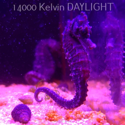 (PARA 2 szt) Hippocampus erectus rozmiar 8-9 cm