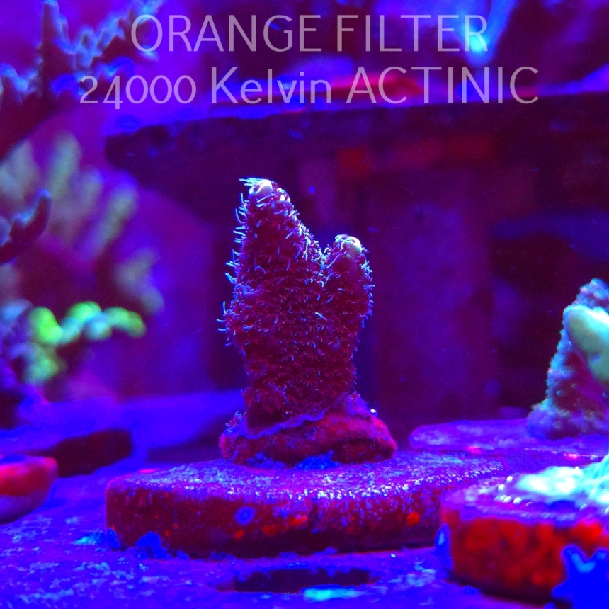 Acropora millepora BLUE (21.06.2025) L4-I-9  4cm
