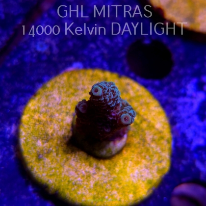 Acropora millepora BLUE (20.02.2025) L4-I-9  4cm