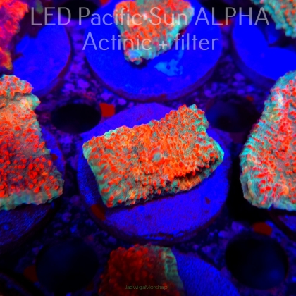 Echinophyllia Lava Rush Chalice (22.01.2025)  5cm