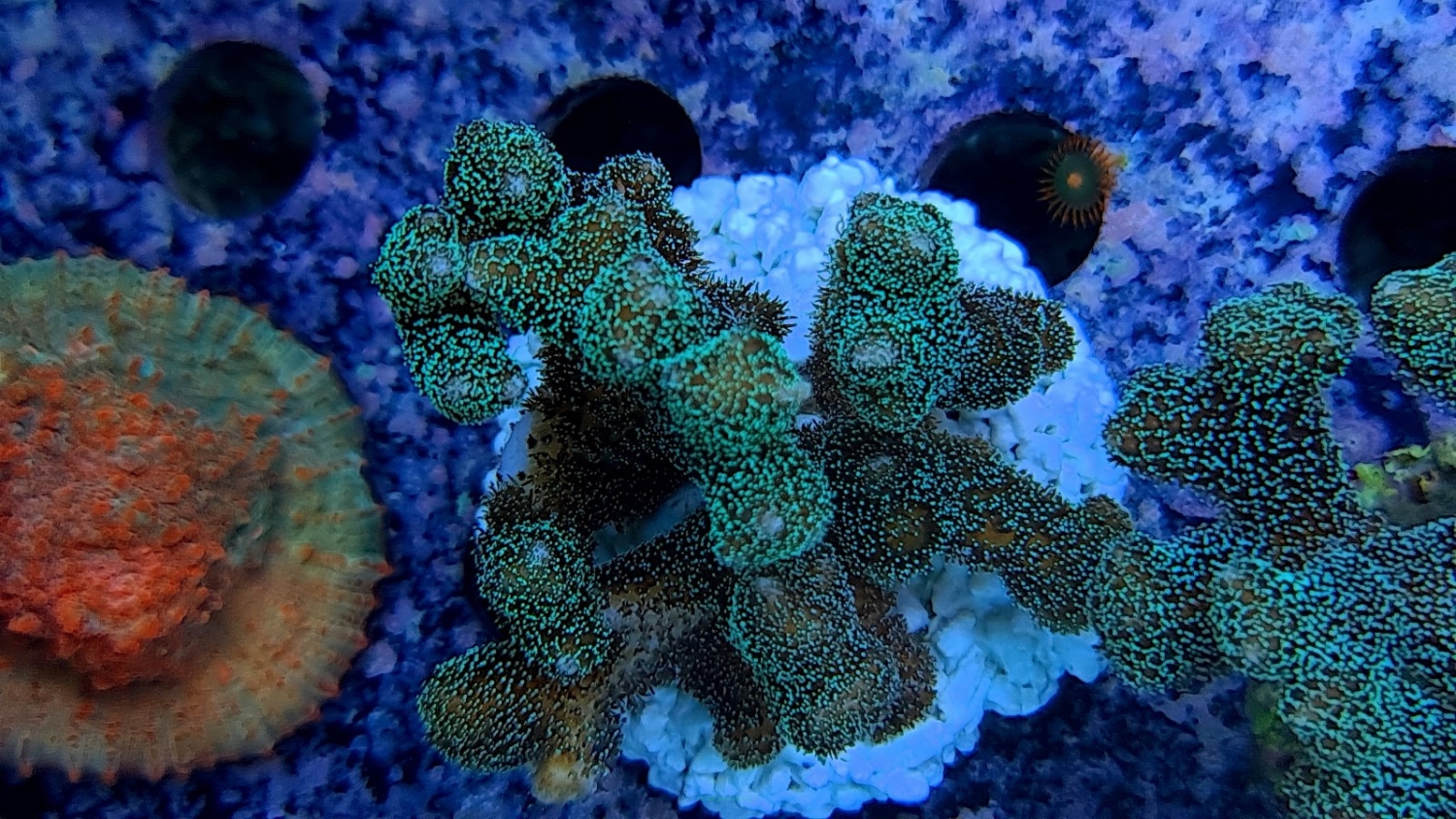 Pocillopora Damicornis Green