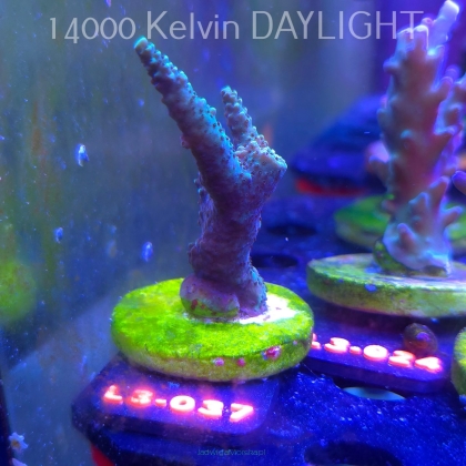 Acropora sp. AUSTRALIA (04.01.2026) L3-037  8cm