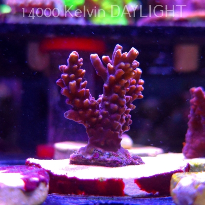 Acropora sp. AUSTRALIA (19.06.2025) L3-I-26  4cm