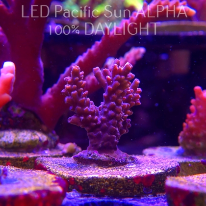 Acropora sp. AUSTRALIA (02.02.2025) L3-I-26  4cm