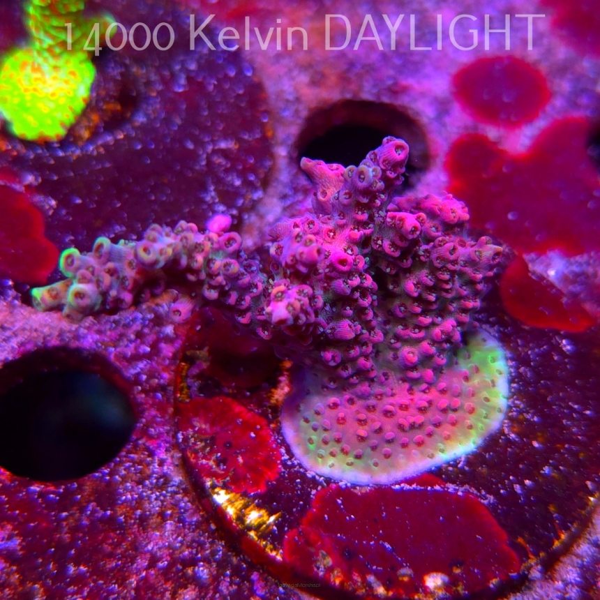Acropora sp. AUSTRALIA (09.05.2025) MM1-III-15  5cm