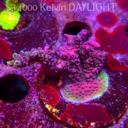 Acropora sp. AUSTRALIA (09.05.2025) MM1-III-15  5cm
