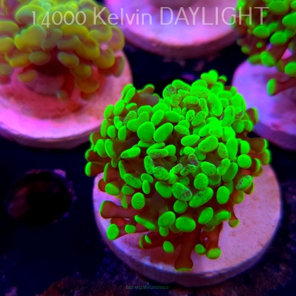 Euphyllia paraancora GREEN HOLOGRAM HAMMER (01.04.2025)