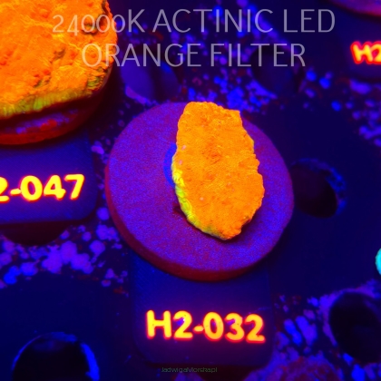 Echinophyllia GOLD Rush Chalice (02.12.2025) H2-032  4cm