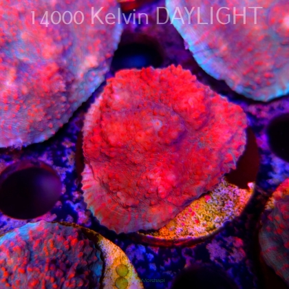 Echinophyllia Lava Rush Chalice (18.05.2025)  4cm
