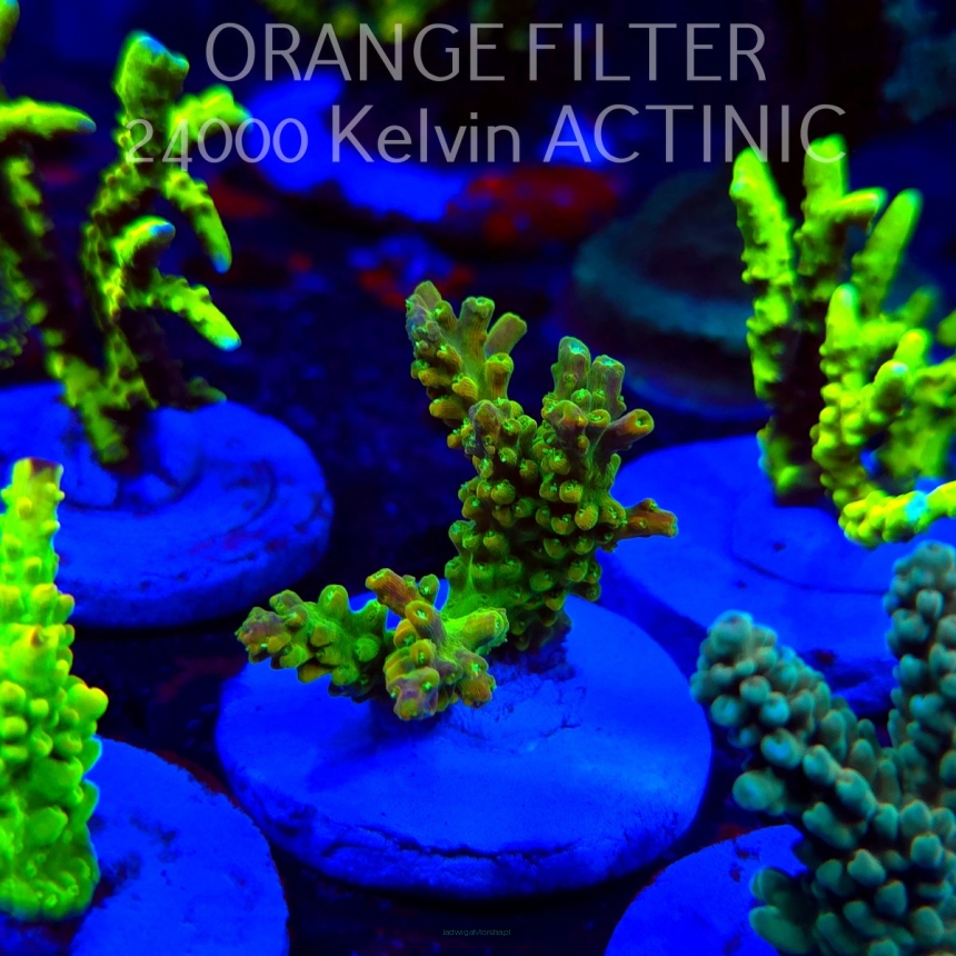 Acropora GOLD FEVER (20.03.2025) L1-III-20  5cm