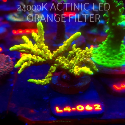 Anacropora WWC SLIMEBALL (06.01.2026) L4-062  7cm