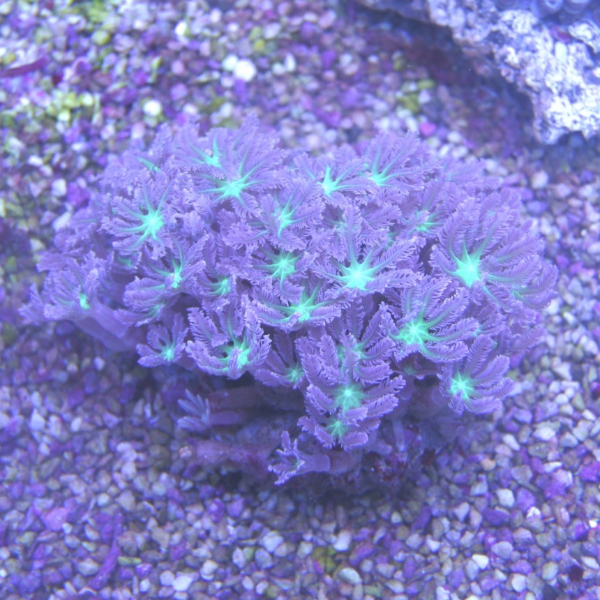 Clavularia virdis