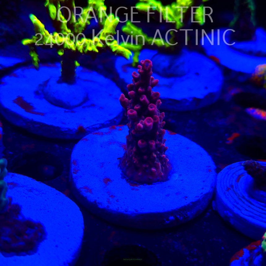Acropora BLUE POLYP BLEEDING STRAWBERRY (20.03.2025) L1-II-13  5cm