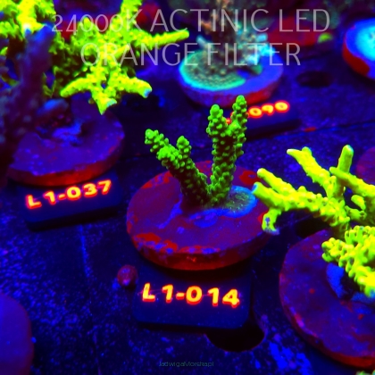 Acropora TOXIC TABLE GREEN (11.10.2025) L1-014  4cm