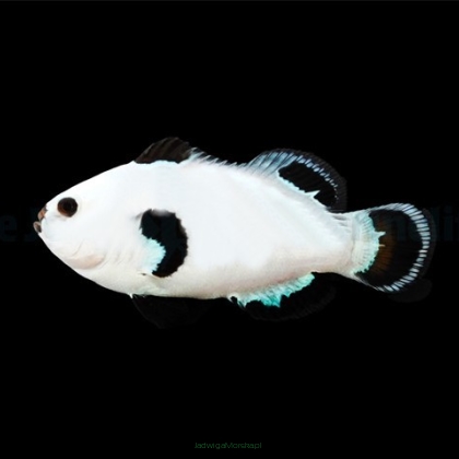 Amphiprion ocellaris SNOW STORM TANK BRED  7cm