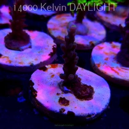 Acropora sp. AUSTRALIA (20.03.2025) L1-II-12  5cm
