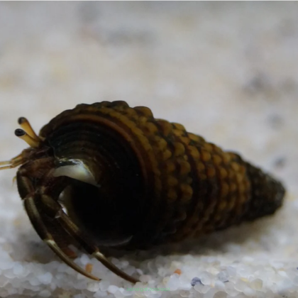 Clibanarius erythropus krab rozmiar 1 cm (Miniature Crab) BLACK