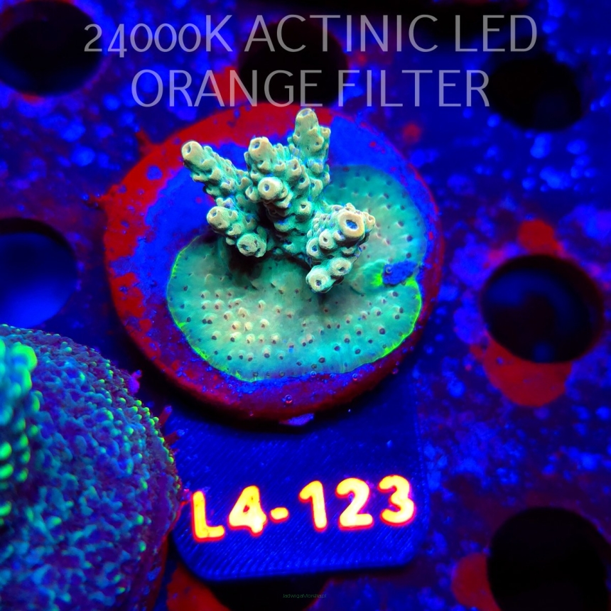 Acropora Jason Fox's Fox Flame Acro (07.01.2026) L4-123  4cm