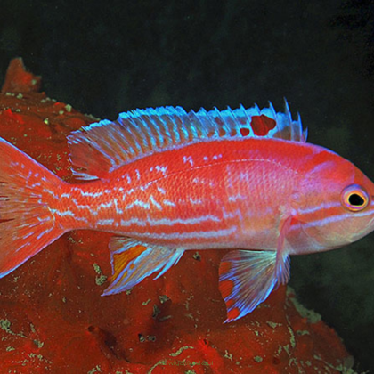 Pseudanthias bimaculatus samiec 8cm