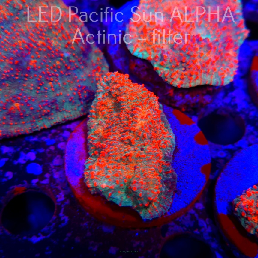 Echinophyllia Lava Rush Chalice (22.01.2025)  6cm