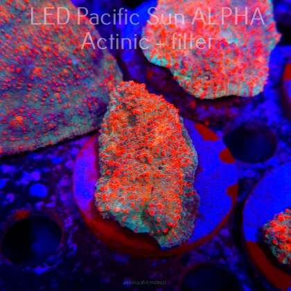 Echinophyllia Lava Rush Chalice (22.01.2025)  6cm