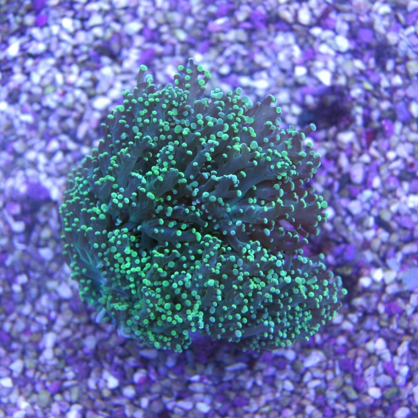 Euphyllia paradivisa