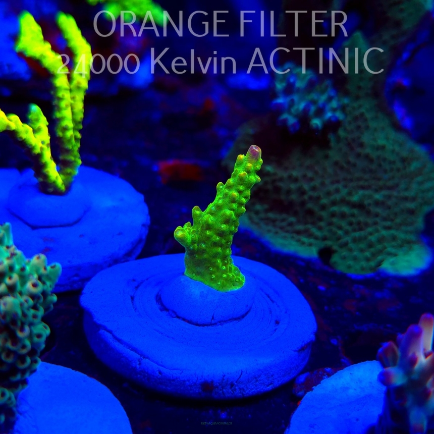 Acropora RR RAINBOW LOOM  (20.03.2025) L1-III-24  3cm