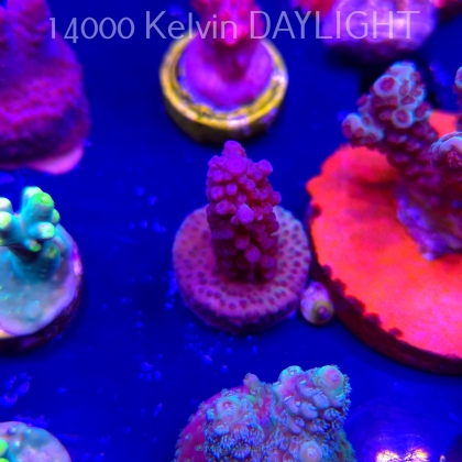 Acropora sp. JMC SPECIAL (04.10.2025)  3cm