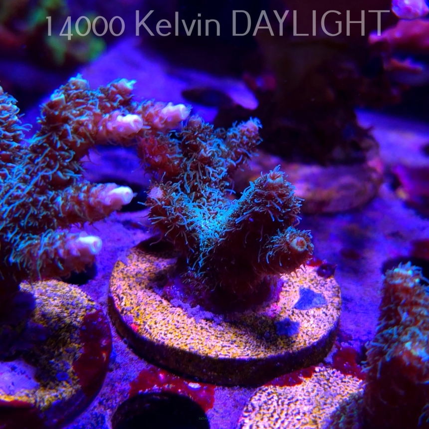 Acropora millepora BLUE (21.06.2025) L4-II-2  5cm