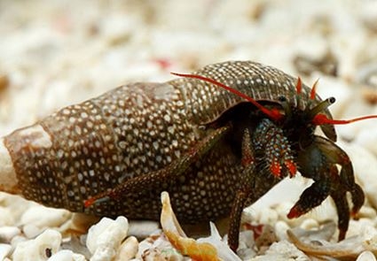 Clibanarius diguetti (Hermit crab RED LEG)  2cm