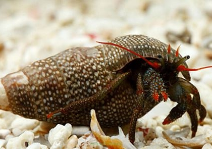 Clibanarius diguetti (Hermit crab RED LEG)  2cm