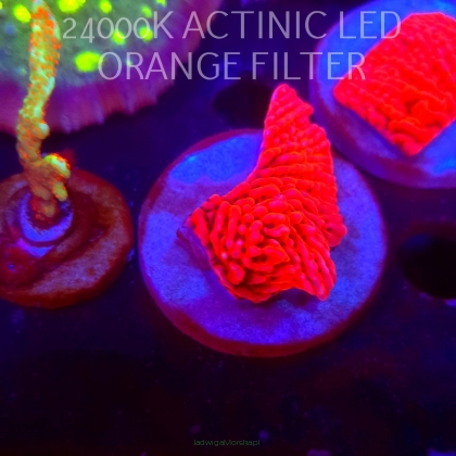 Montipora JASON FOX MEAN STREAK (21.02.2026)  5cm