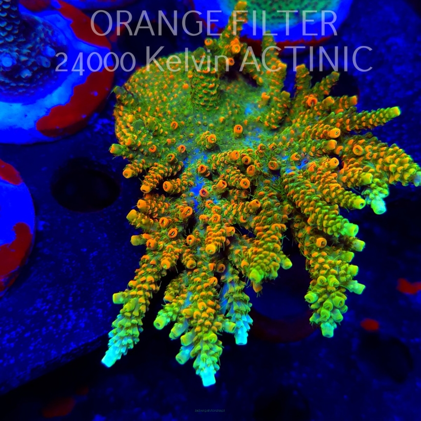   Acropora MILLEPORA SUNSET  (19.06.2025) L3-III-31  12cm