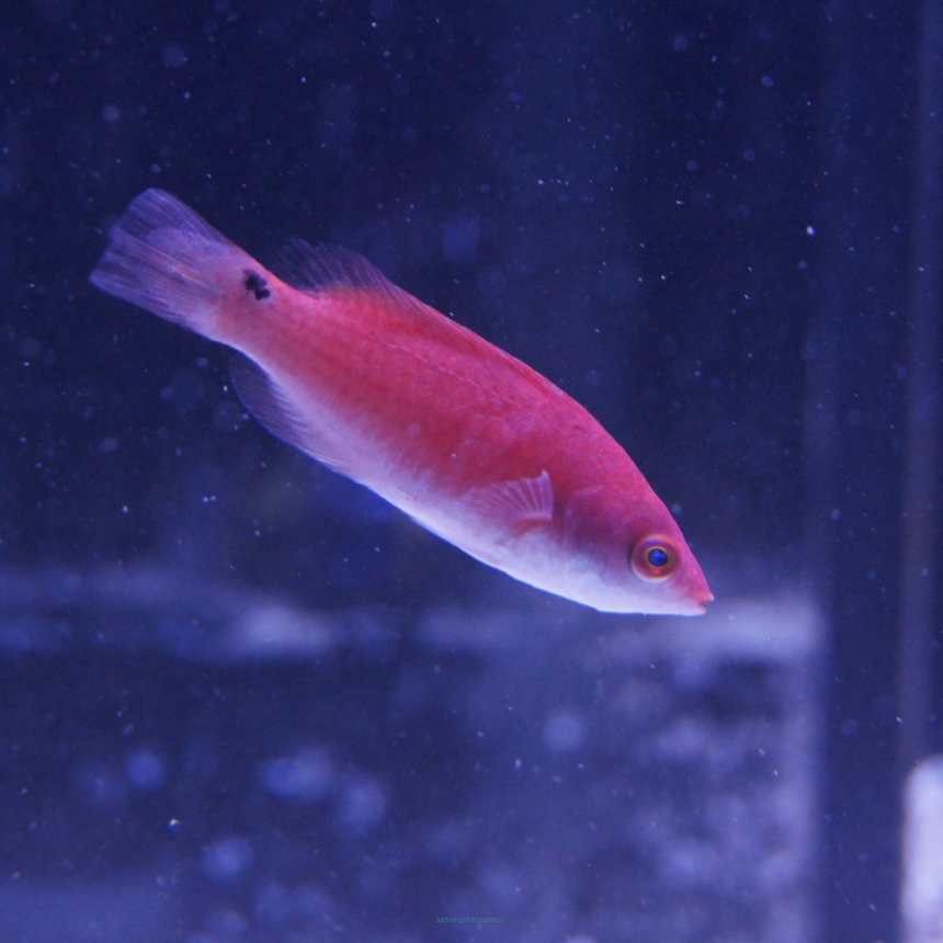 Cirrhilabrus lubbocki samica (około 3,5cm)