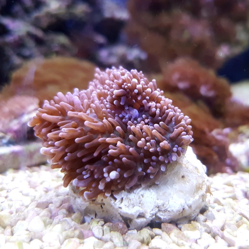 Rhodactis sp.