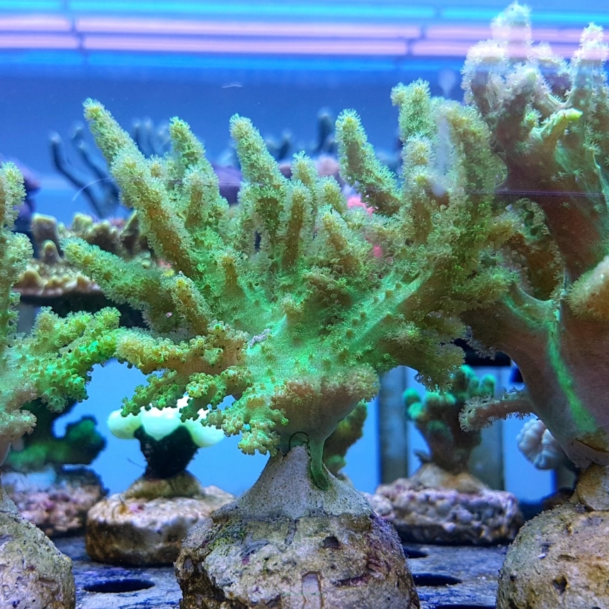 Sinularia FIJI ultra fluo green RARYTAS