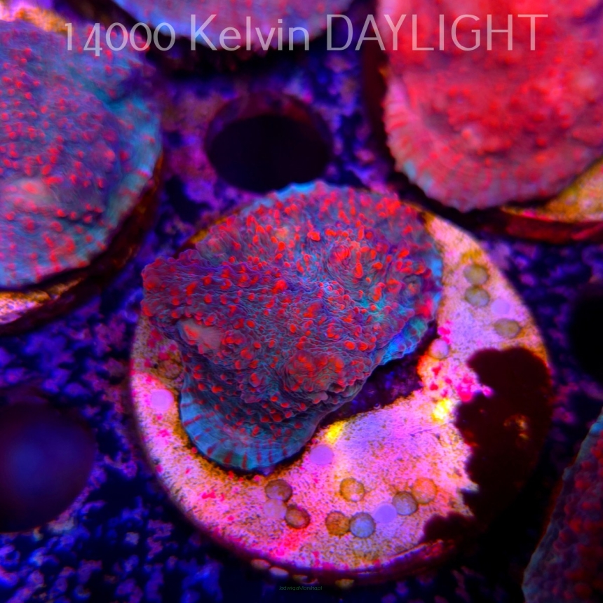 Echinophyllia Lava Rush Chalice (18.05.2025)  3cm