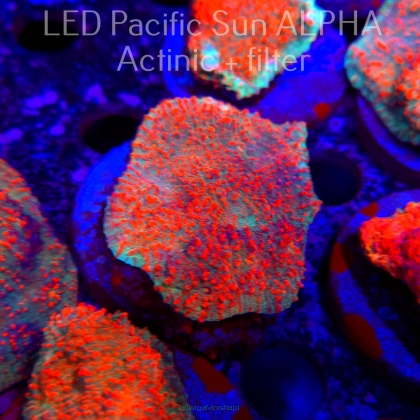 Echinophyllia Lava Rush Chalice (22.01.2025)  6cm