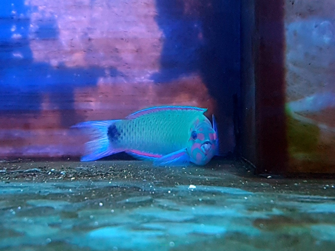 Thalassoma Lunare Rozmiar 12 Cm