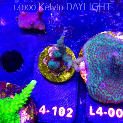 Acropora sp. AUSTRALIA (06.01.2026) L4-102  3cm