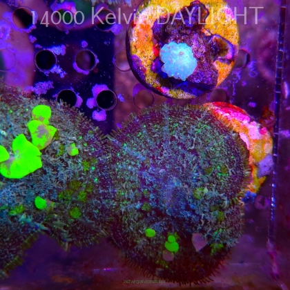 Rhodactis URANIUM Bounce Mushroom (03.06.2025)  5cm