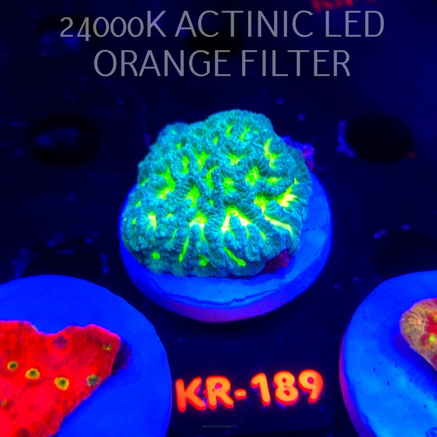 Platygyra GREEN LAVA (22.01.2026) KR-189  5cm