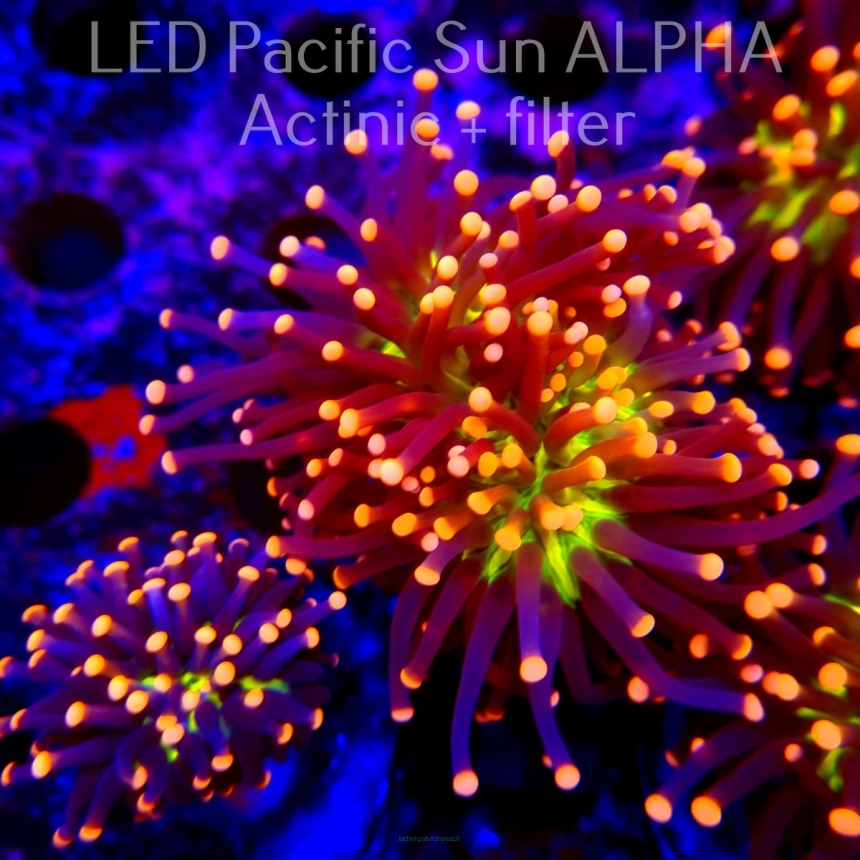 Euphyllia glabrescens Malaysian Miami Torch (16.07.2024) 2H