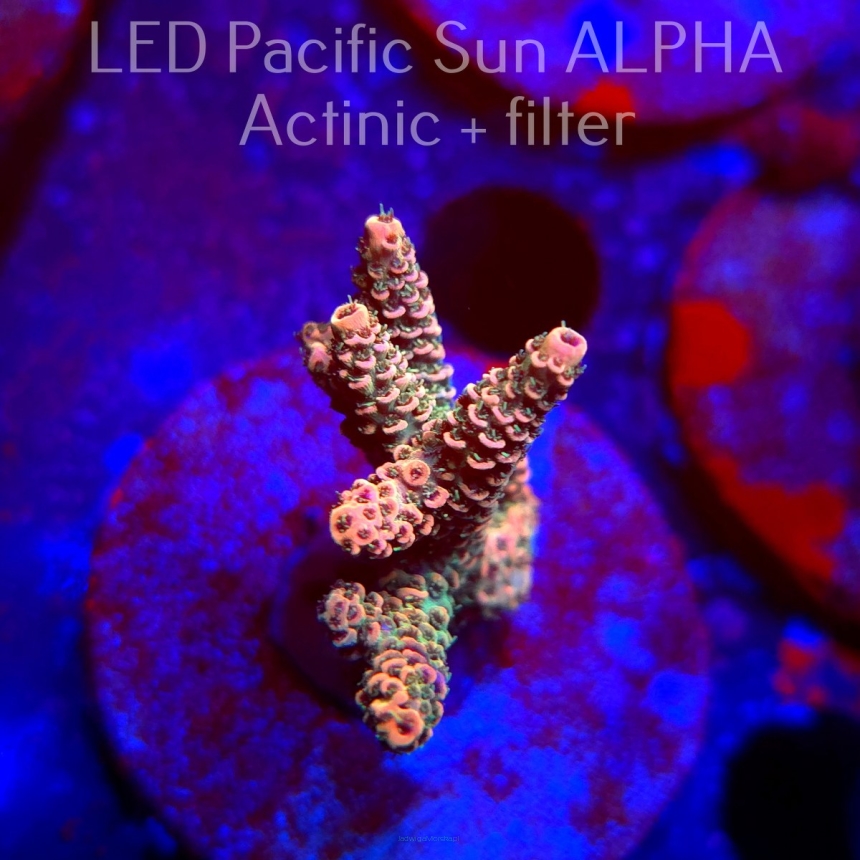 Acropora millepora CLOCKWORK ORANGE (02.02.2025) L3-I-9  5cm