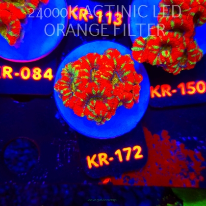 Acanthastrea lordhowensis CHRISTMAS ACAN (03.01.2026) KR-172  4cm