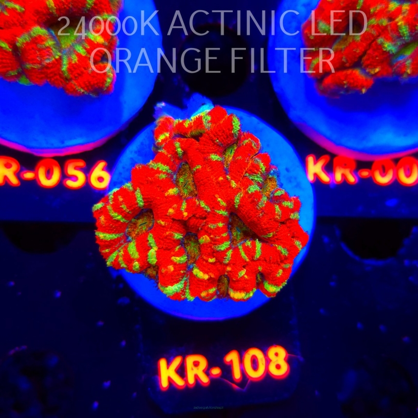 Acanthastrea lordhowensis CHRISTMAS ACAN (03.01.2026) KR-108  5cm