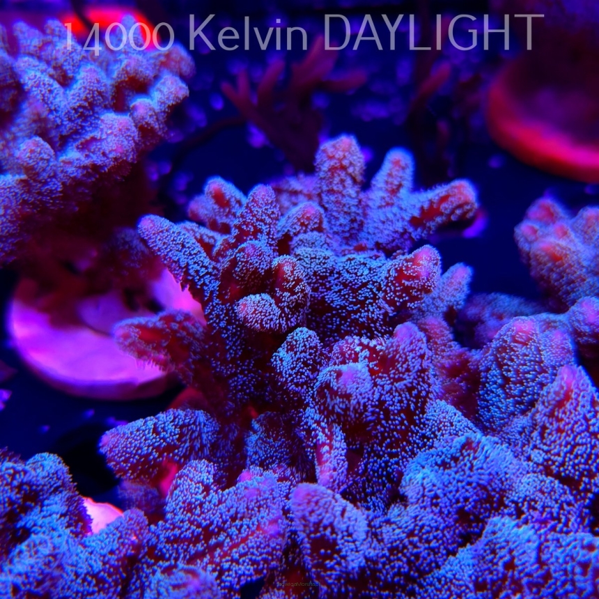 Seriatopora guttatus (22.09.2025)  10cm