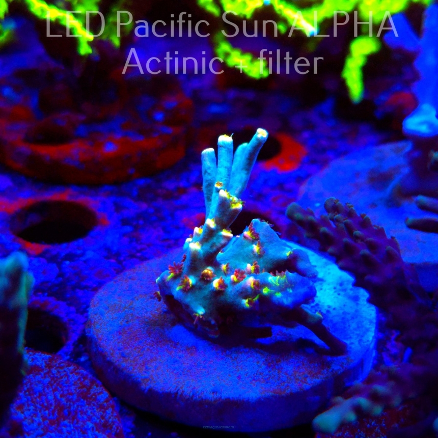 Acropora speciosa ORIGINAL FLAMING SUNRISE (23.11.2024) L3-II-15  4cm