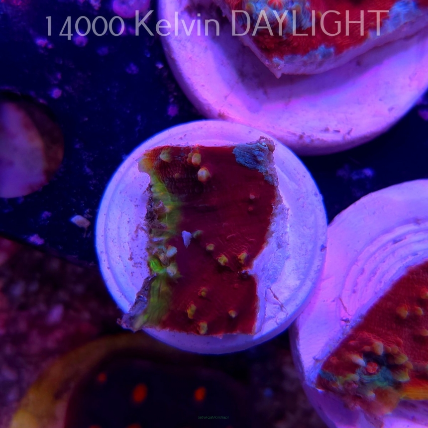 Echinophyllia TSA Fruit Ninja Chalice (09.03.2025)  3cm