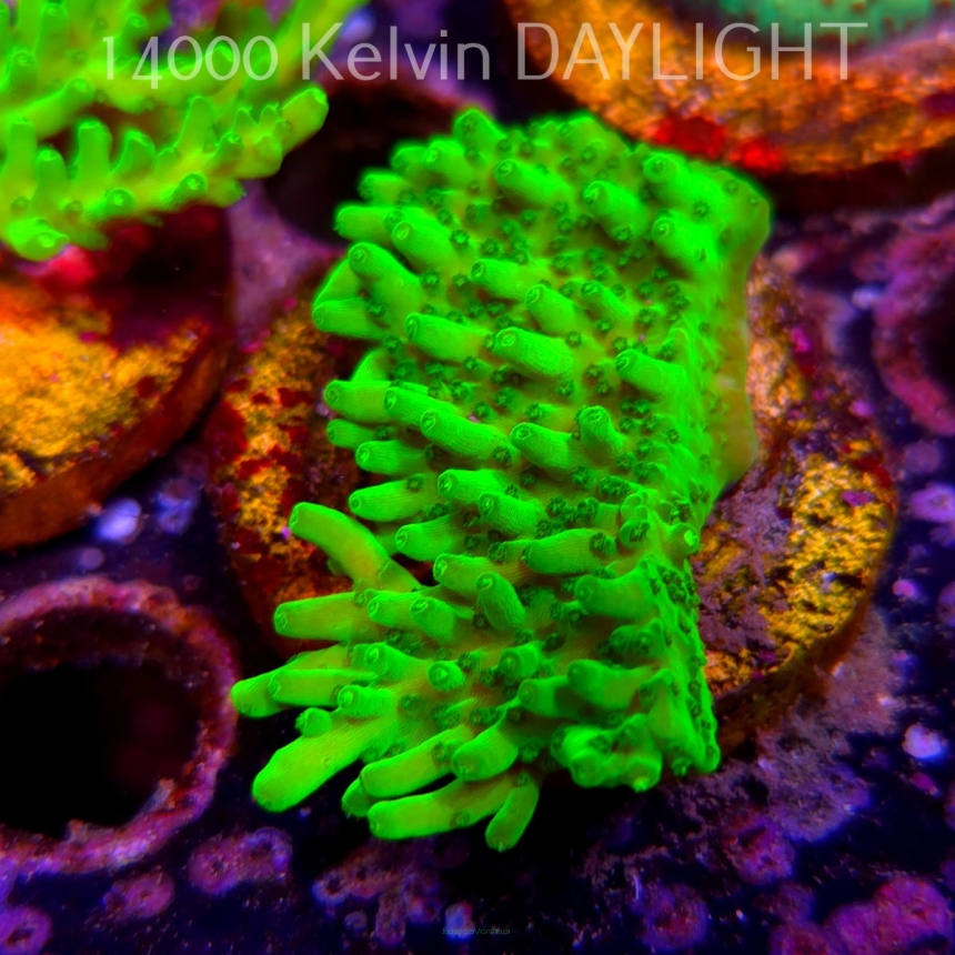 Acropora WWC Castells Banana (06.04.2025) MM6-III-29  7cm
